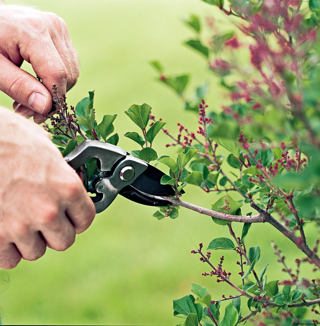 25 consejos de jardinería que todo jardinero debe saber 