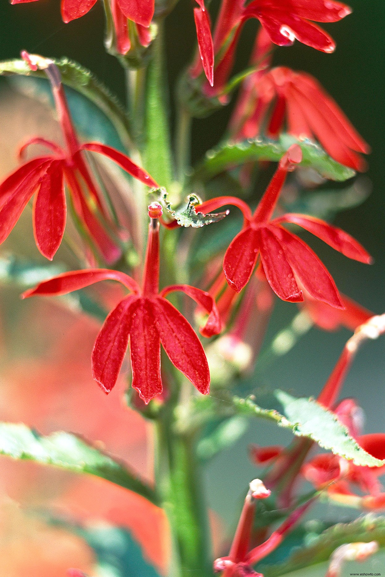 Plantas perennes que resuelven problemas para jardines difíciles 