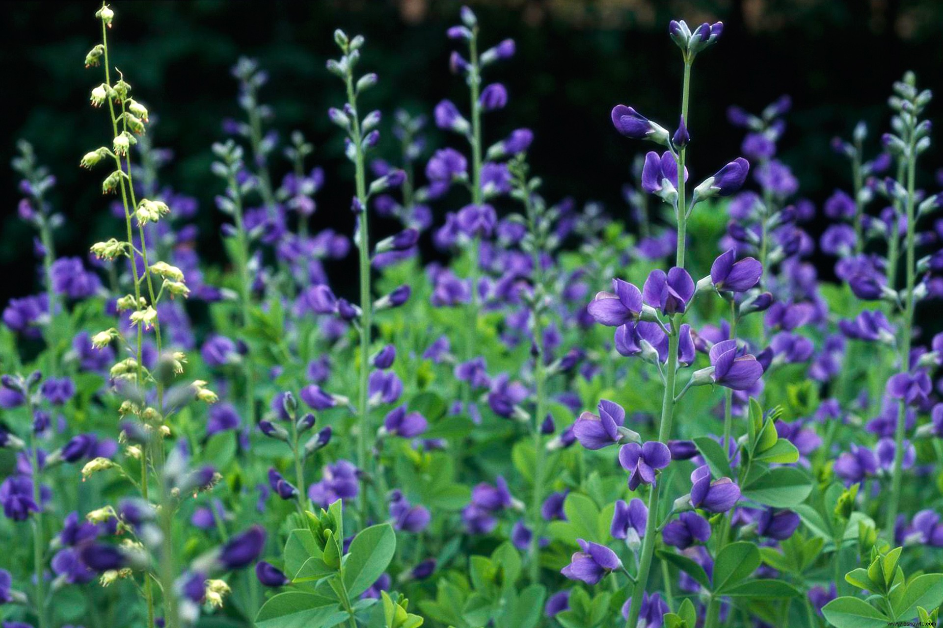 Plantas perennes que resuelven problemas para jardines difíciles 