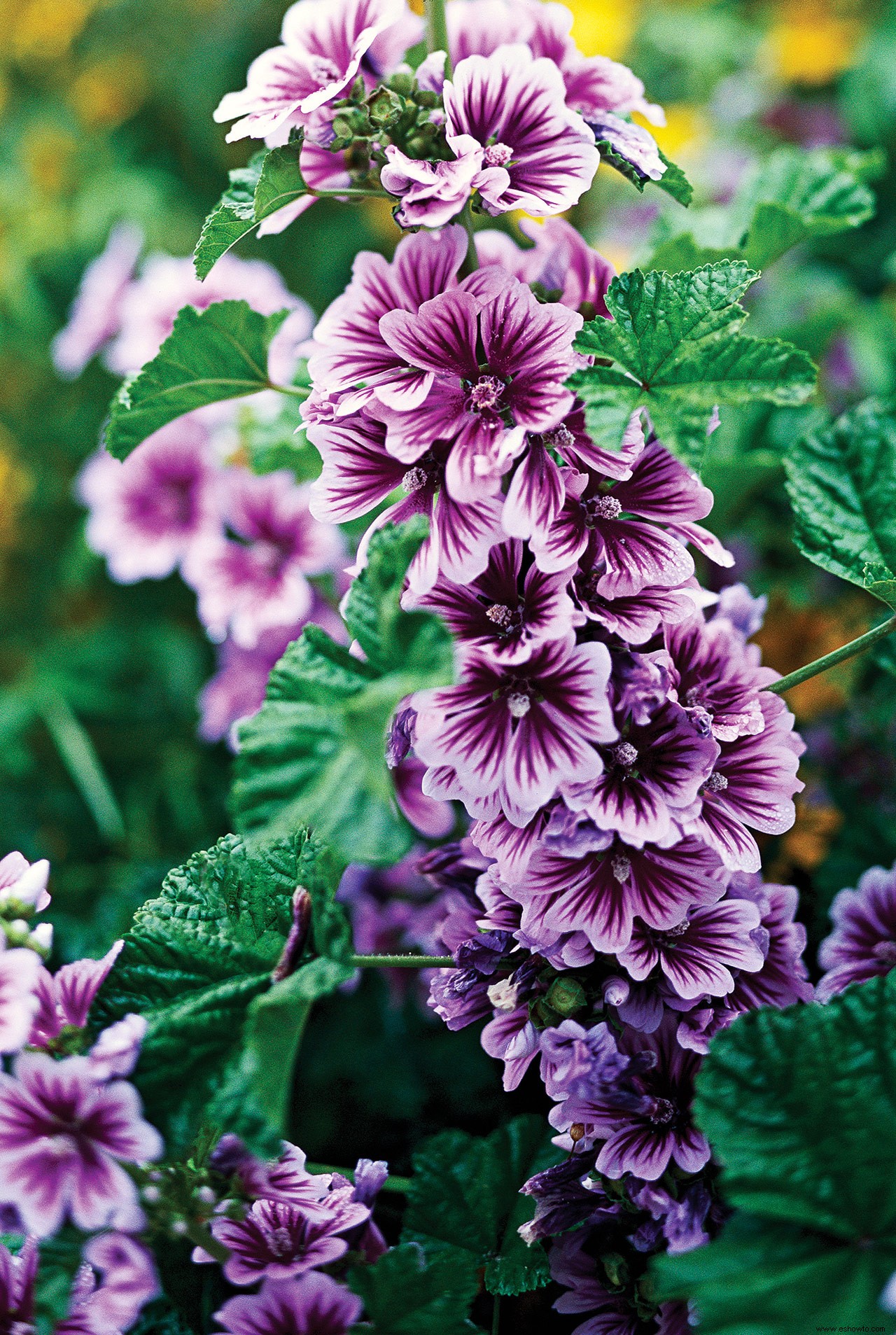 Plantas perennes que resuelven problemas para jardines difíciles 