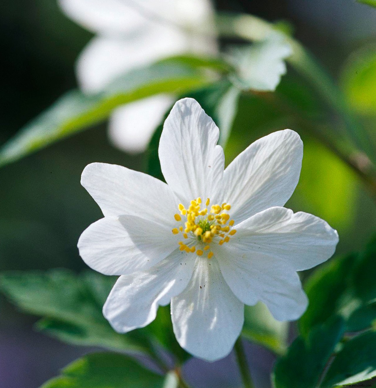 Plantas perennes que resuelven problemas para jardines difíciles 