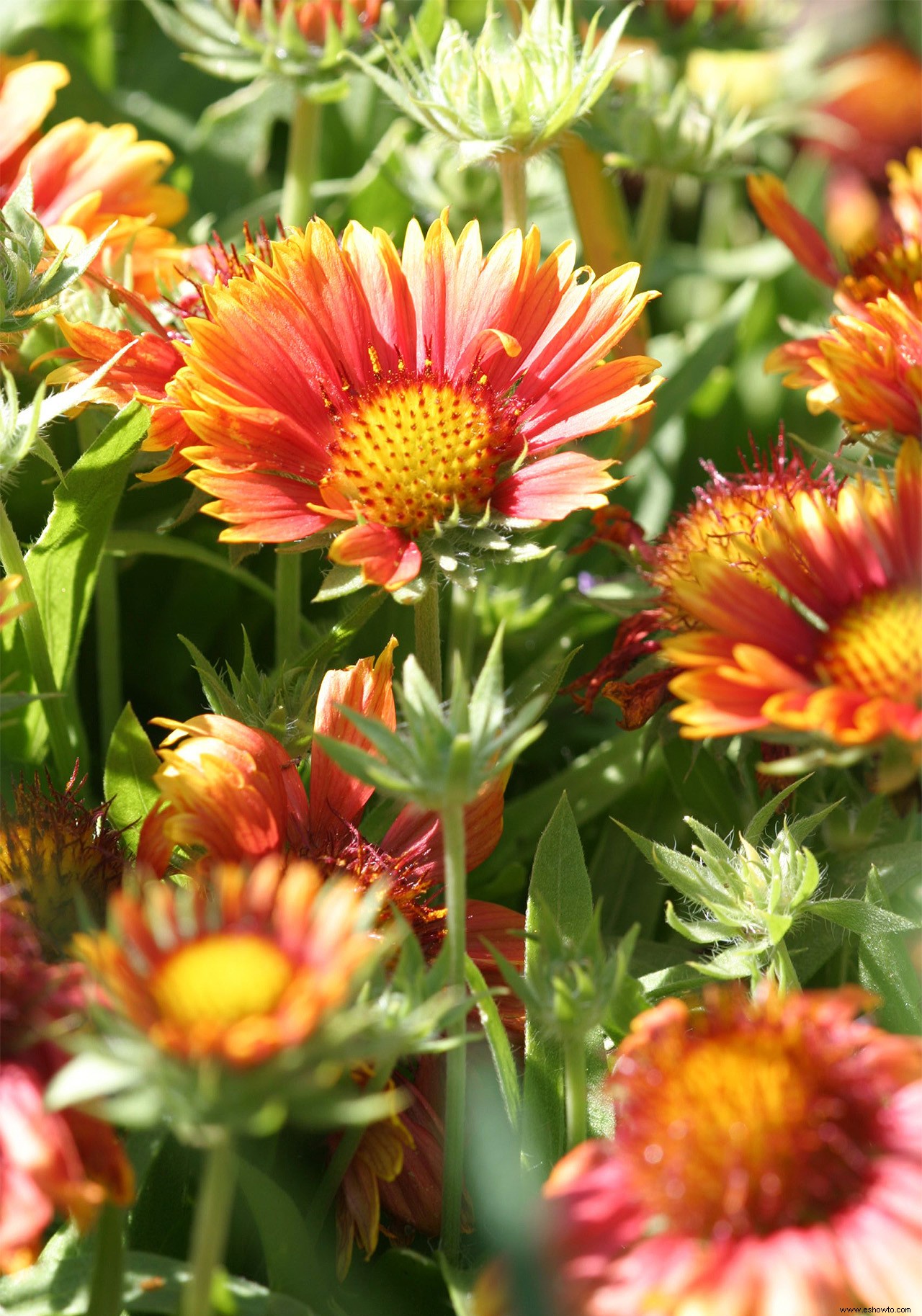 Plantas perennes que resuelven problemas para jardines difíciles 