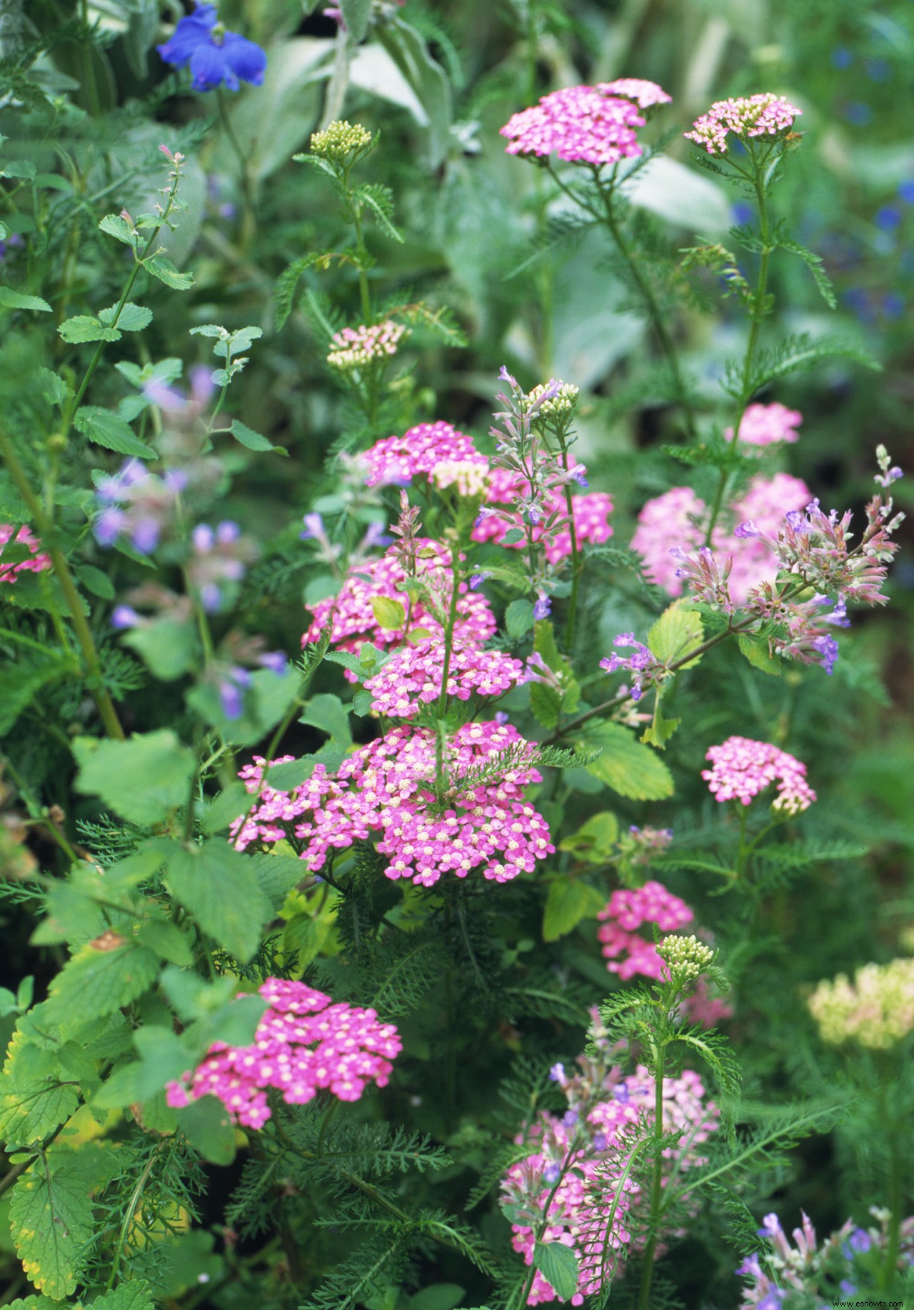 Plantas perennes que resuelven problemas para jardines difíciles 