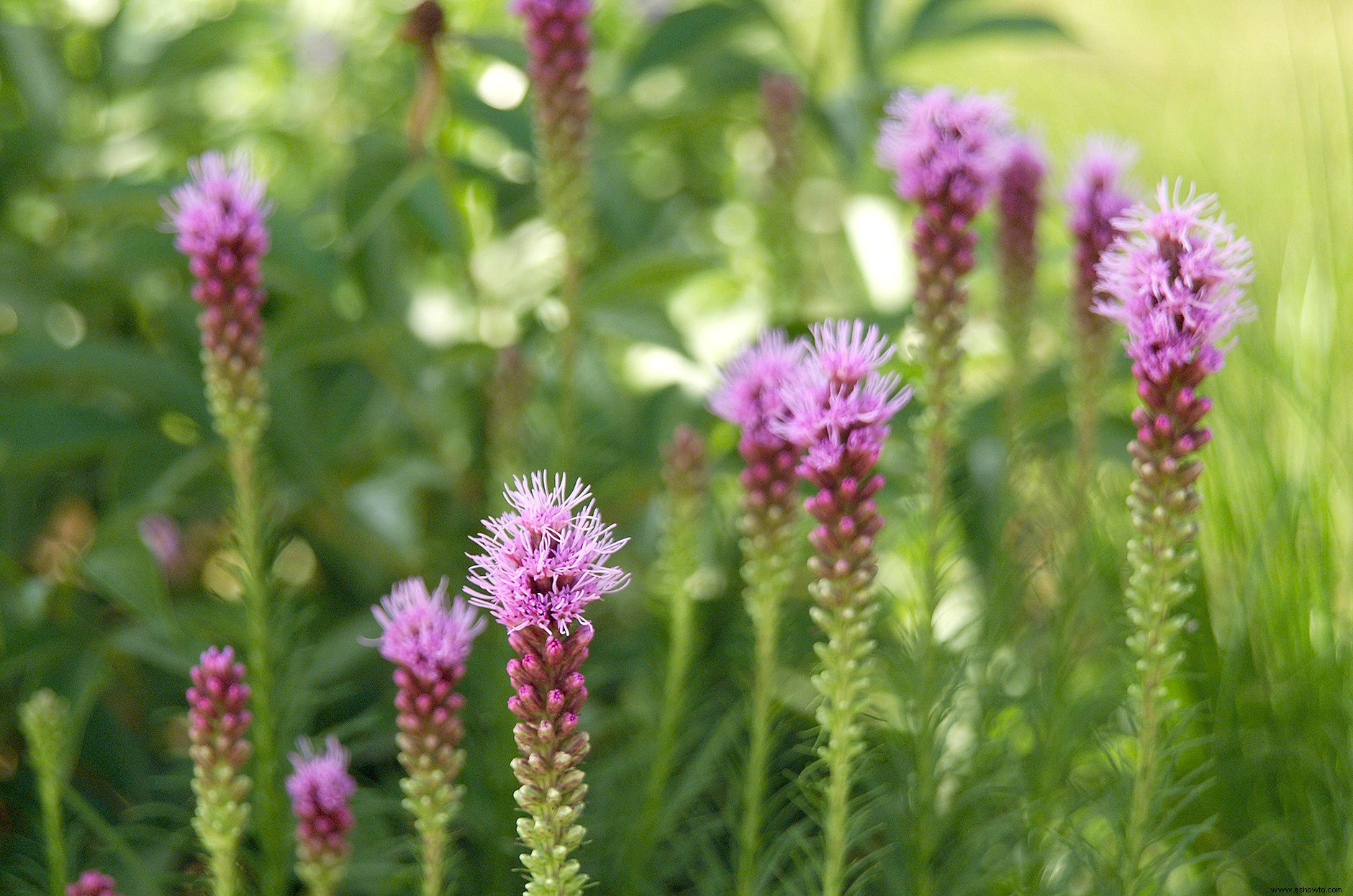 Plantas perennes que resuelven problemas para jardines difíciles 