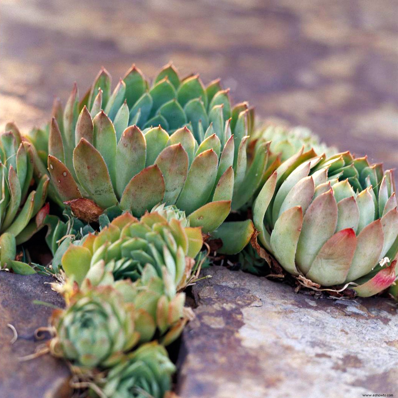 Plantas perennes que resuelven problemas para jardines difíciles 