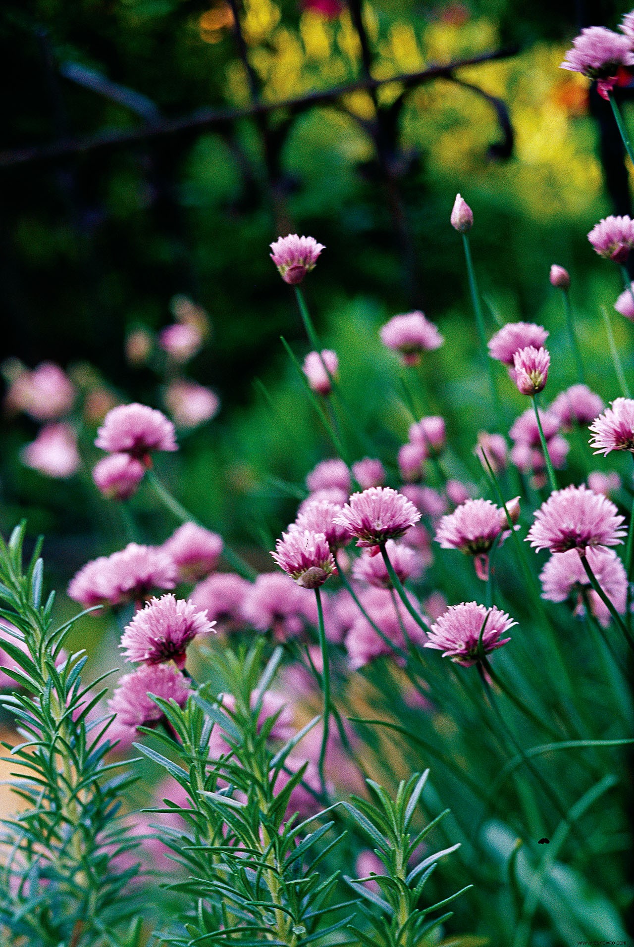 Plantas perennes que resuelven problemas para jardines difíciles 