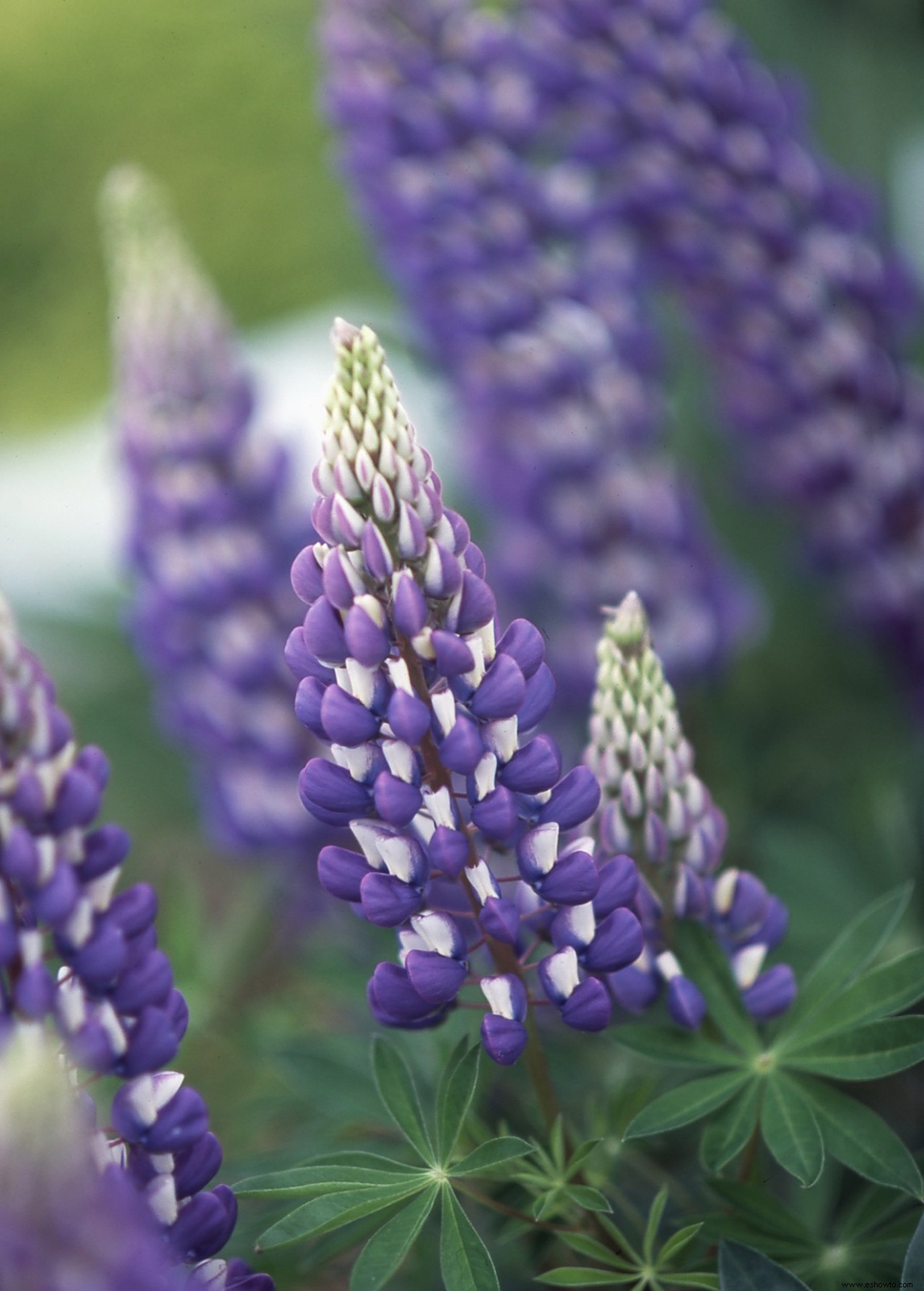 Plantas perennes que resuelven problemas para jardines difíciles 