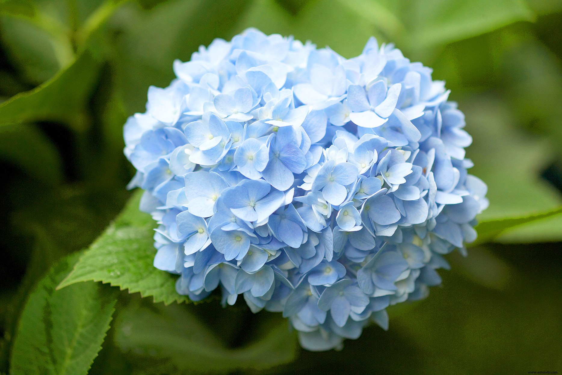 6 consejos para cultivar las flores de hortensia azul más hermosas 