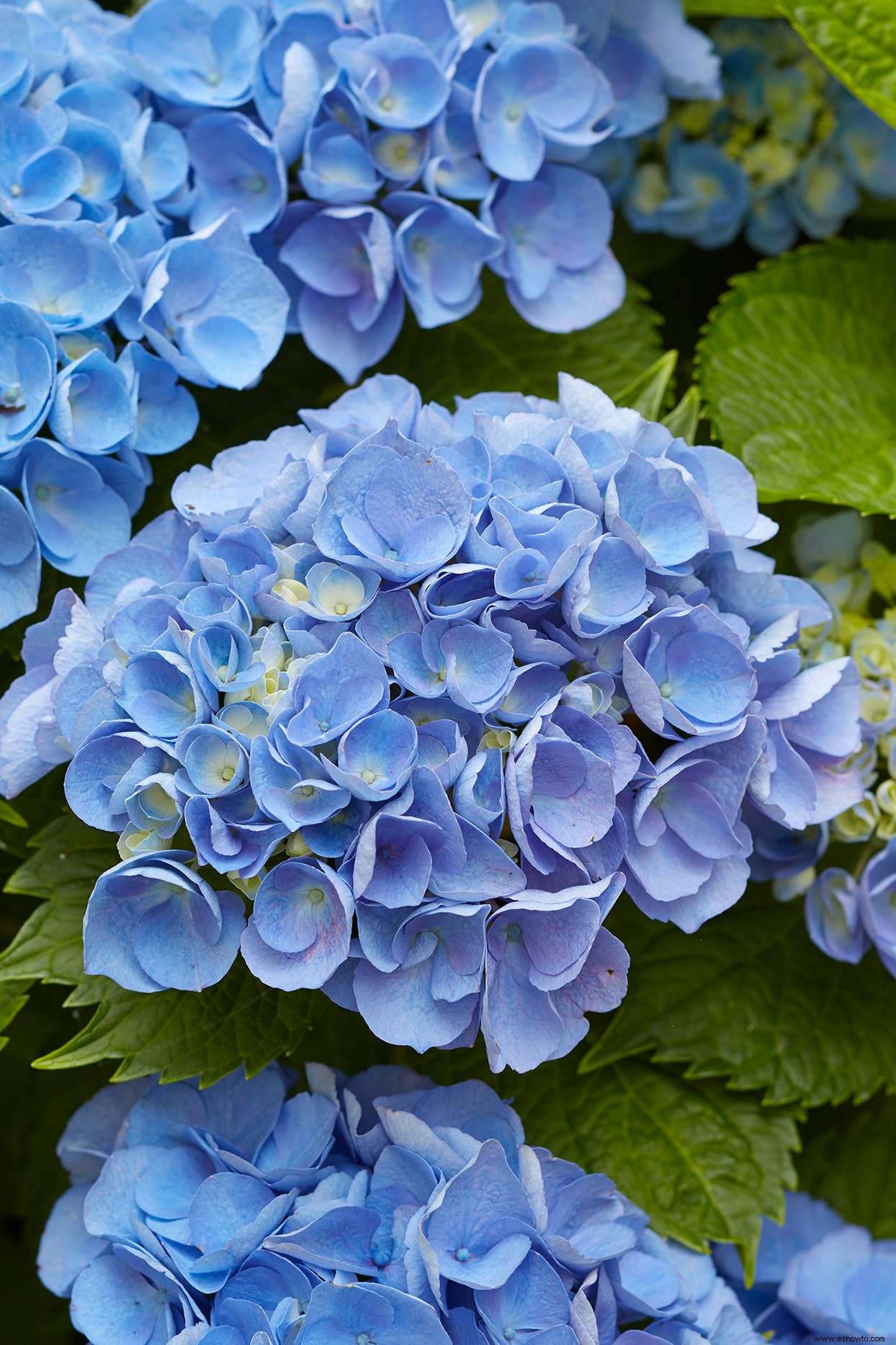 6 consejos para cultivar las flores de hortensia azul más hermosas 