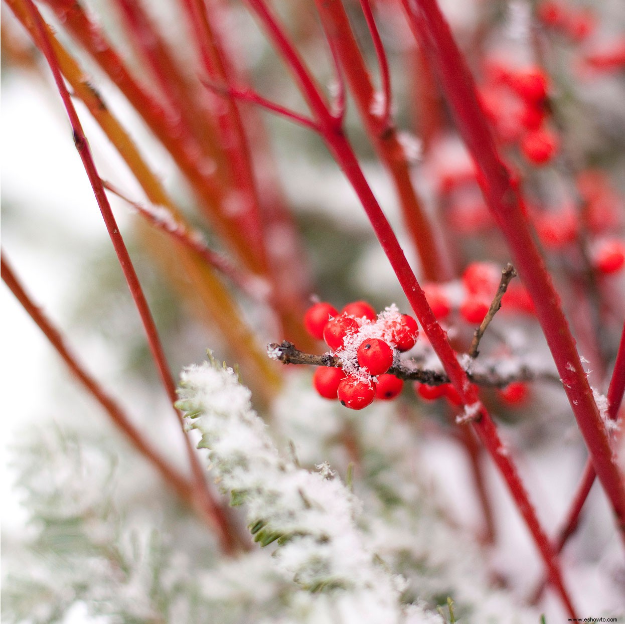 6 consejos de paisajismo invernal para realzar el color de su jardín durante toda la temporada 