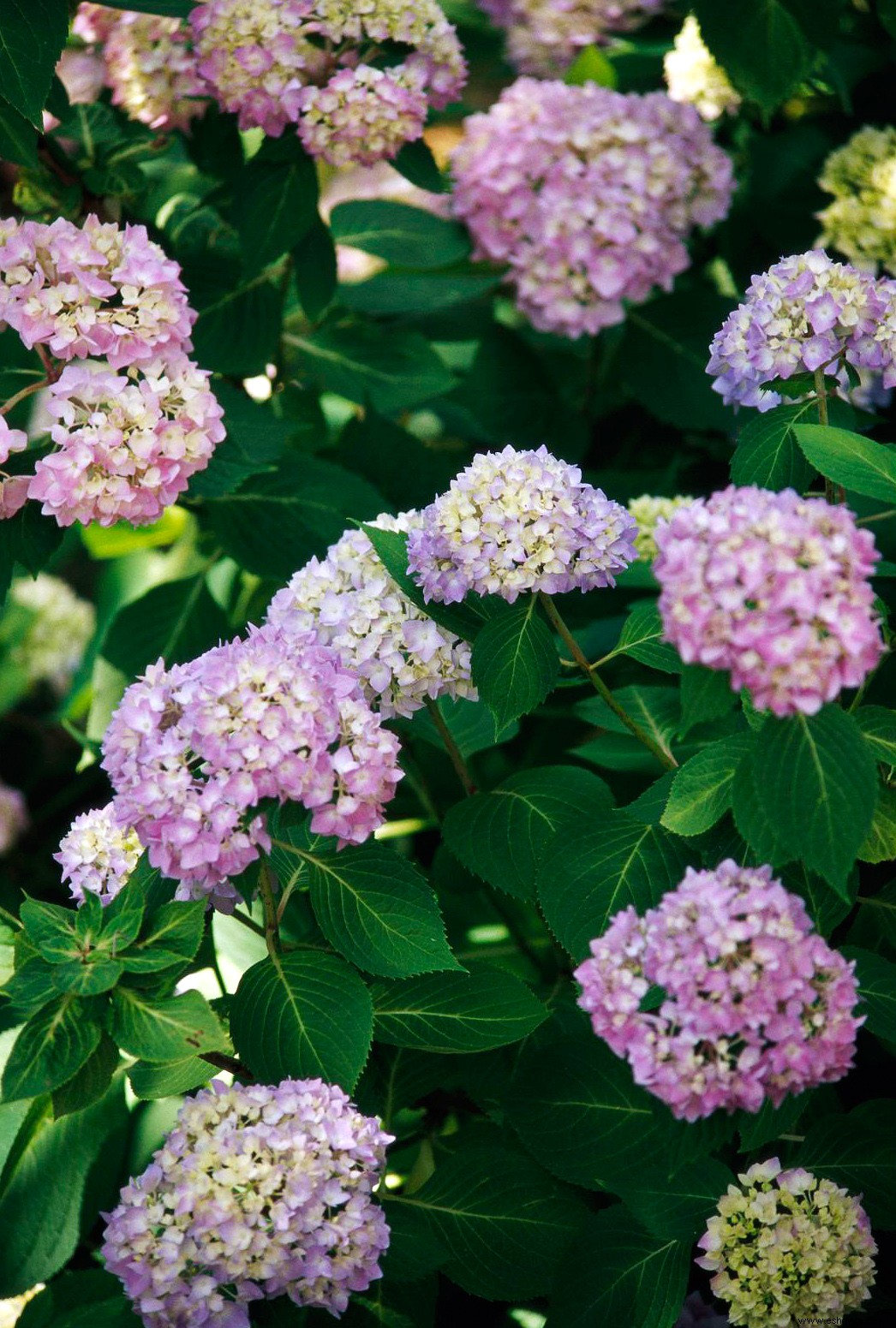 6 consejos para cultivar las flores de hortensia azul más hermosas 