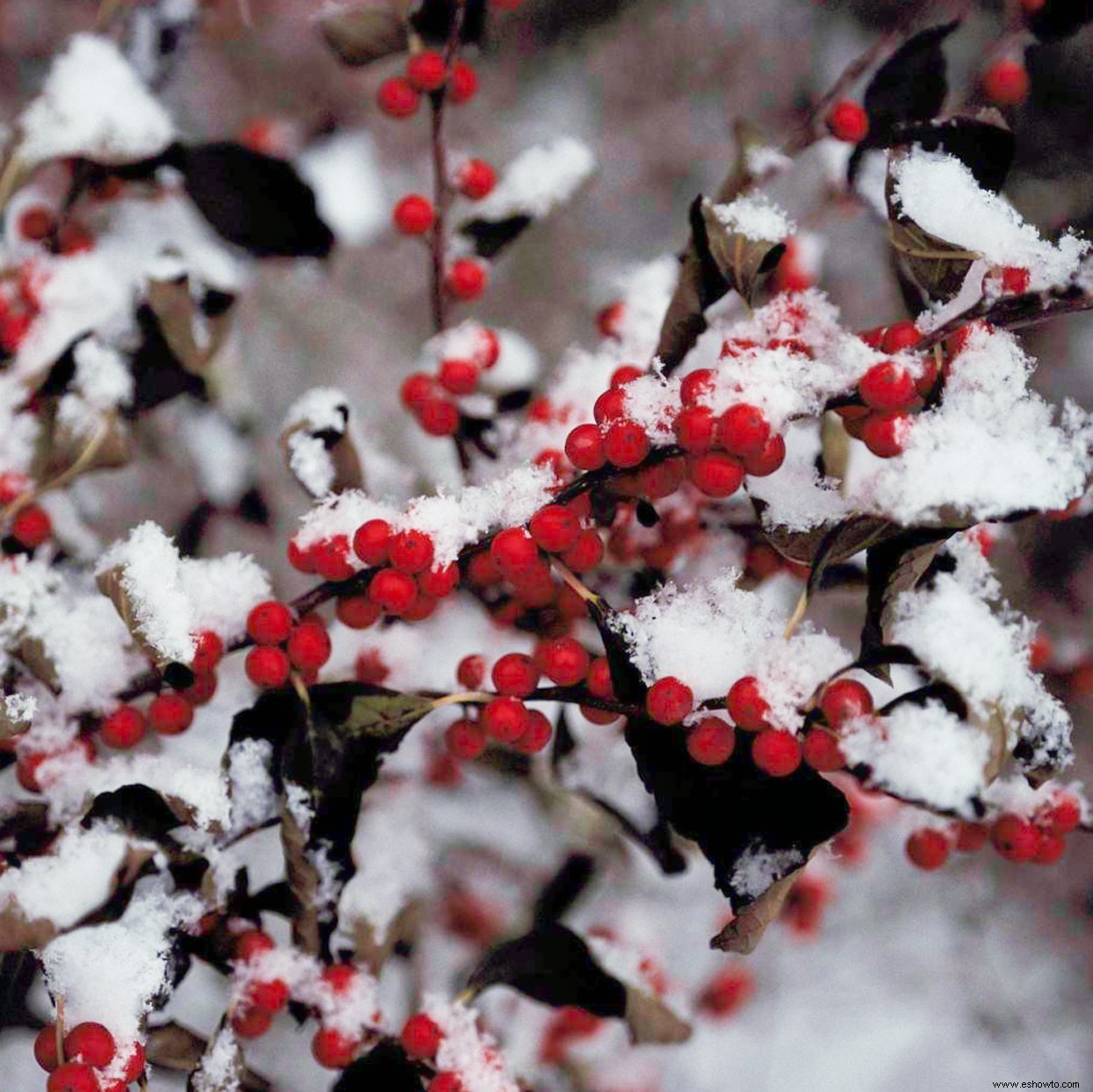 6 consejos de paisajismo invernal para realzar el color de su jardín durante toda la temporada 