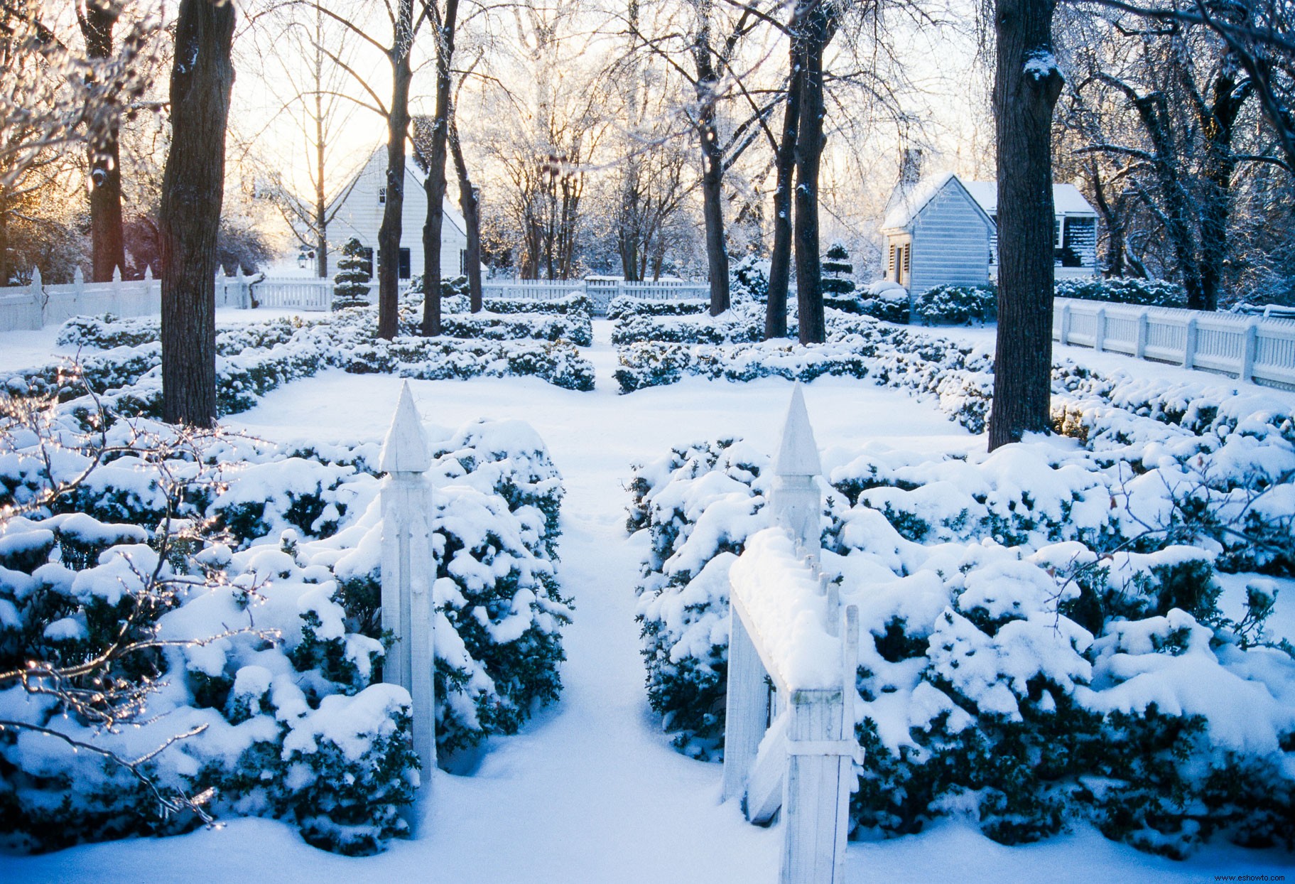 6 consejos de paisajismo invernal para realzar el color de su jardín durante toda la temporada 