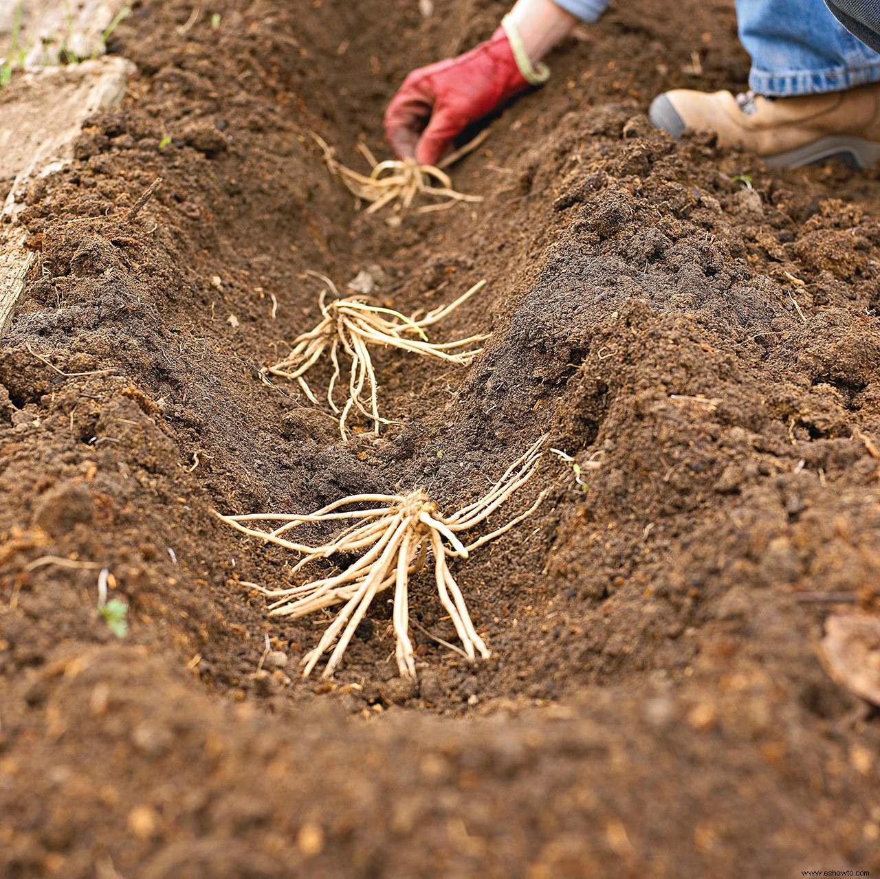 Cómo cultivar espárragos para disfrutar de la vibrante verdura de primavera en los años venideros 