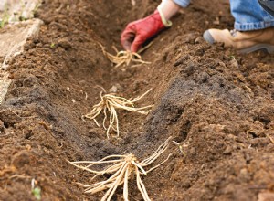 Guía experta para cultivar espárragos: cosechas frescas y abundantes cada primavera