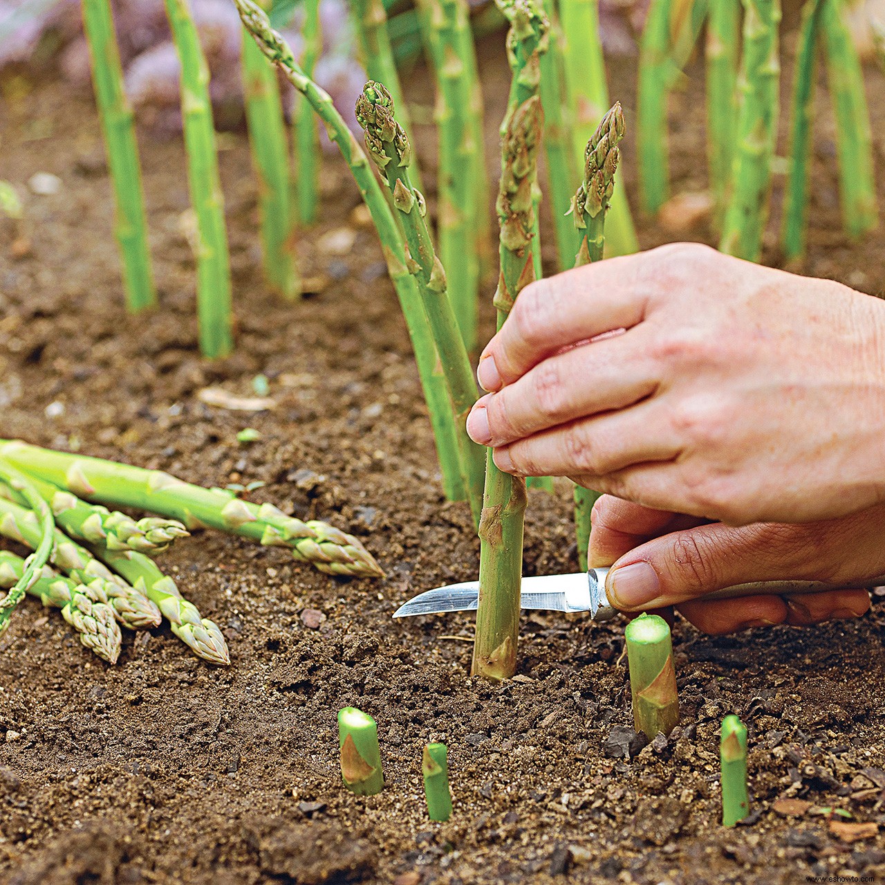 Cómo cultivar espárragos para disfrutar de la vibrante verdura de primavera en los años venideros 