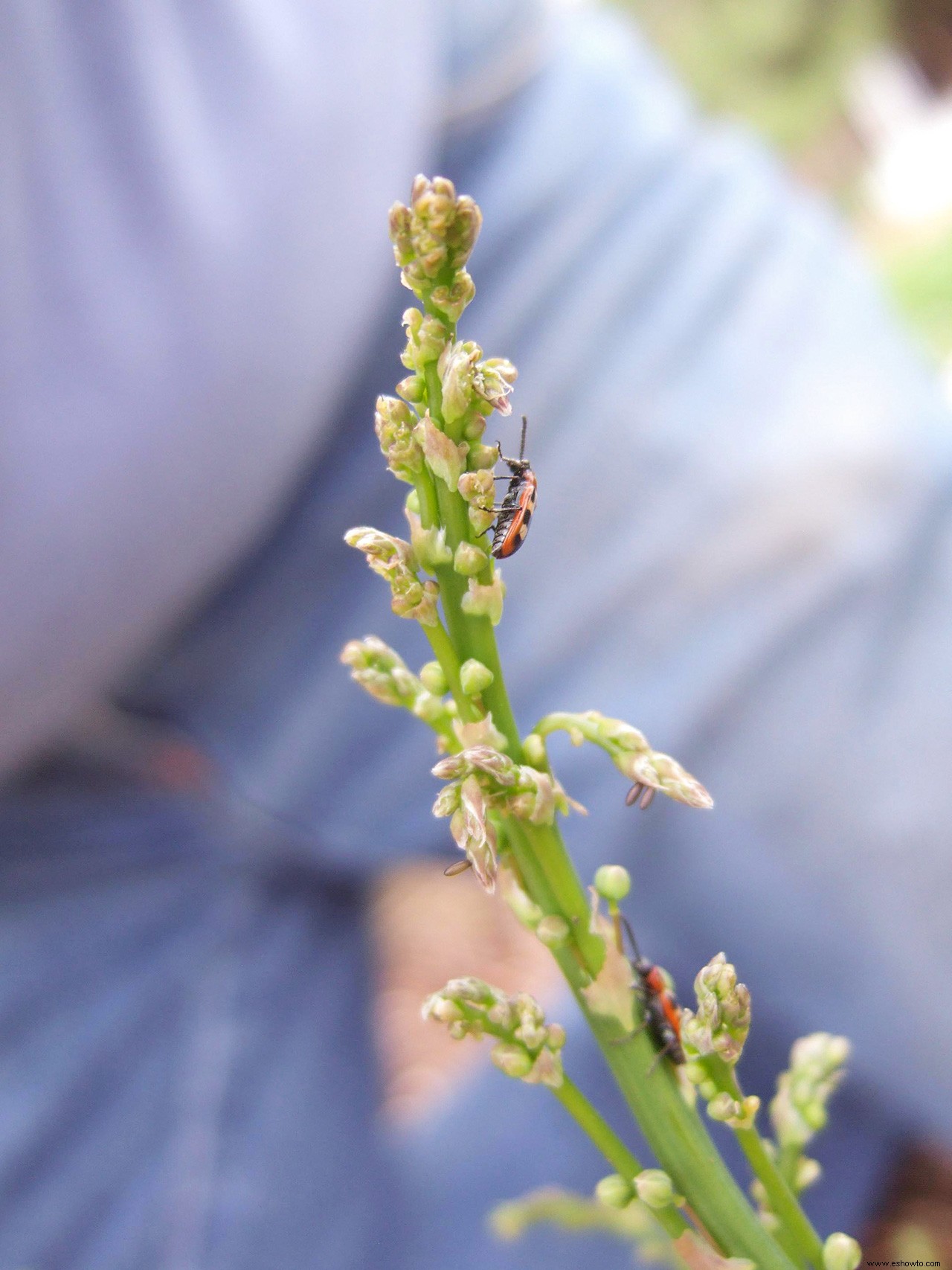 Cómo cultivar espárragos para disfrutar de la vibrante verdura de primavera en los años venideros 