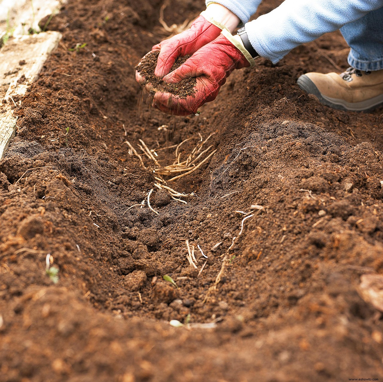 Cómo cultivar espárragos para disfrutar de la vibrante verdura de primavera en los años venideros 