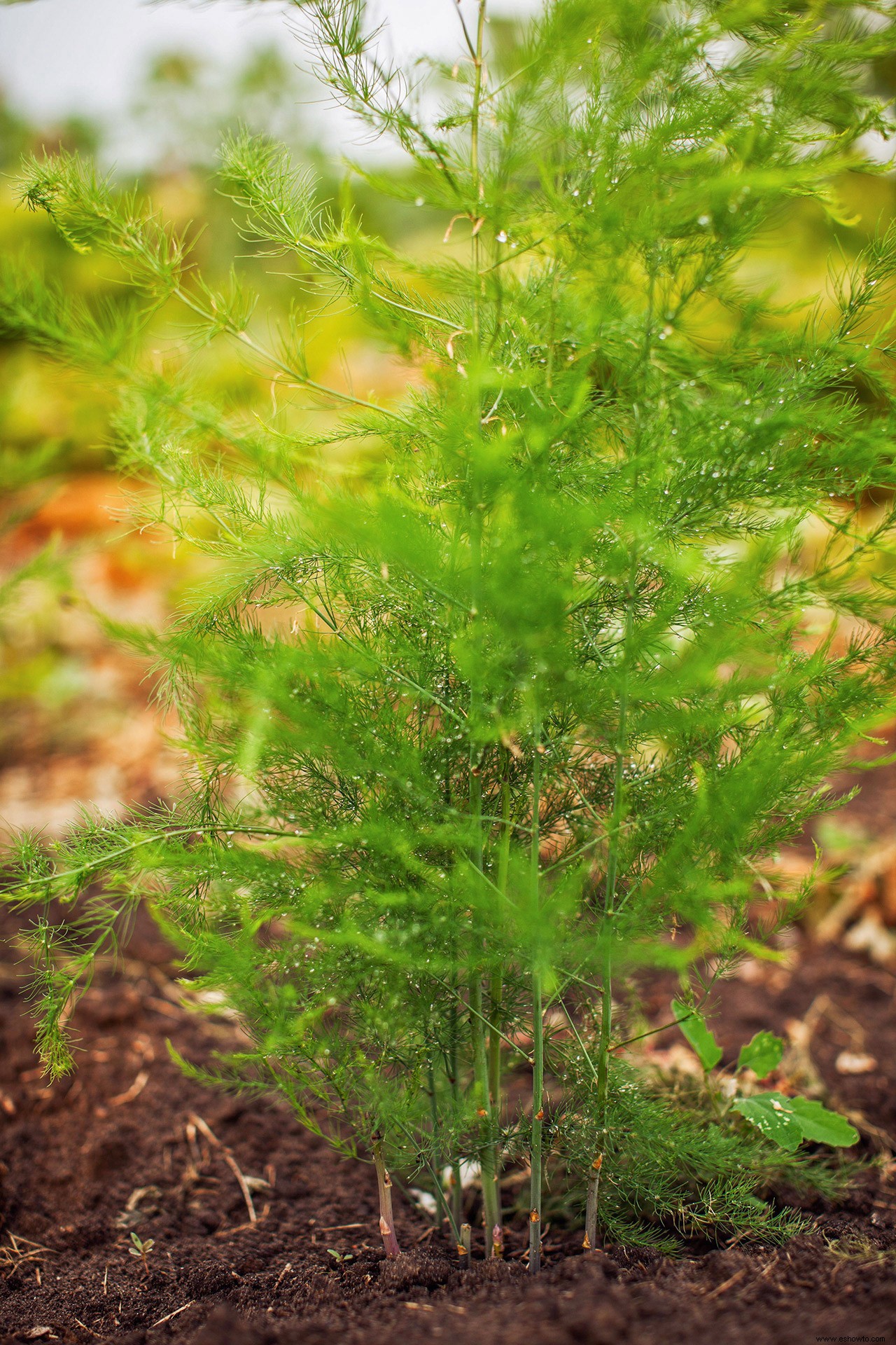 Cómo cultivar espárragos para disfrutar de la vibrante verdura de primavera en los años venideros 