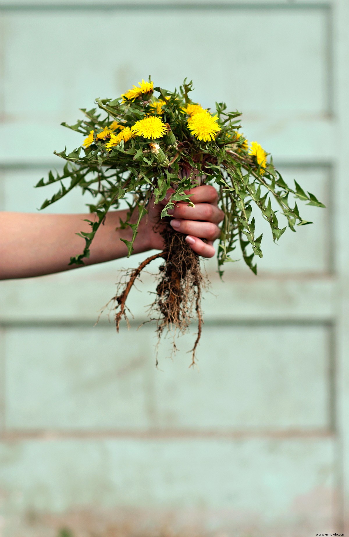 Cómo matar las malas hierbas de forma natural, sin dañar sus plantas 