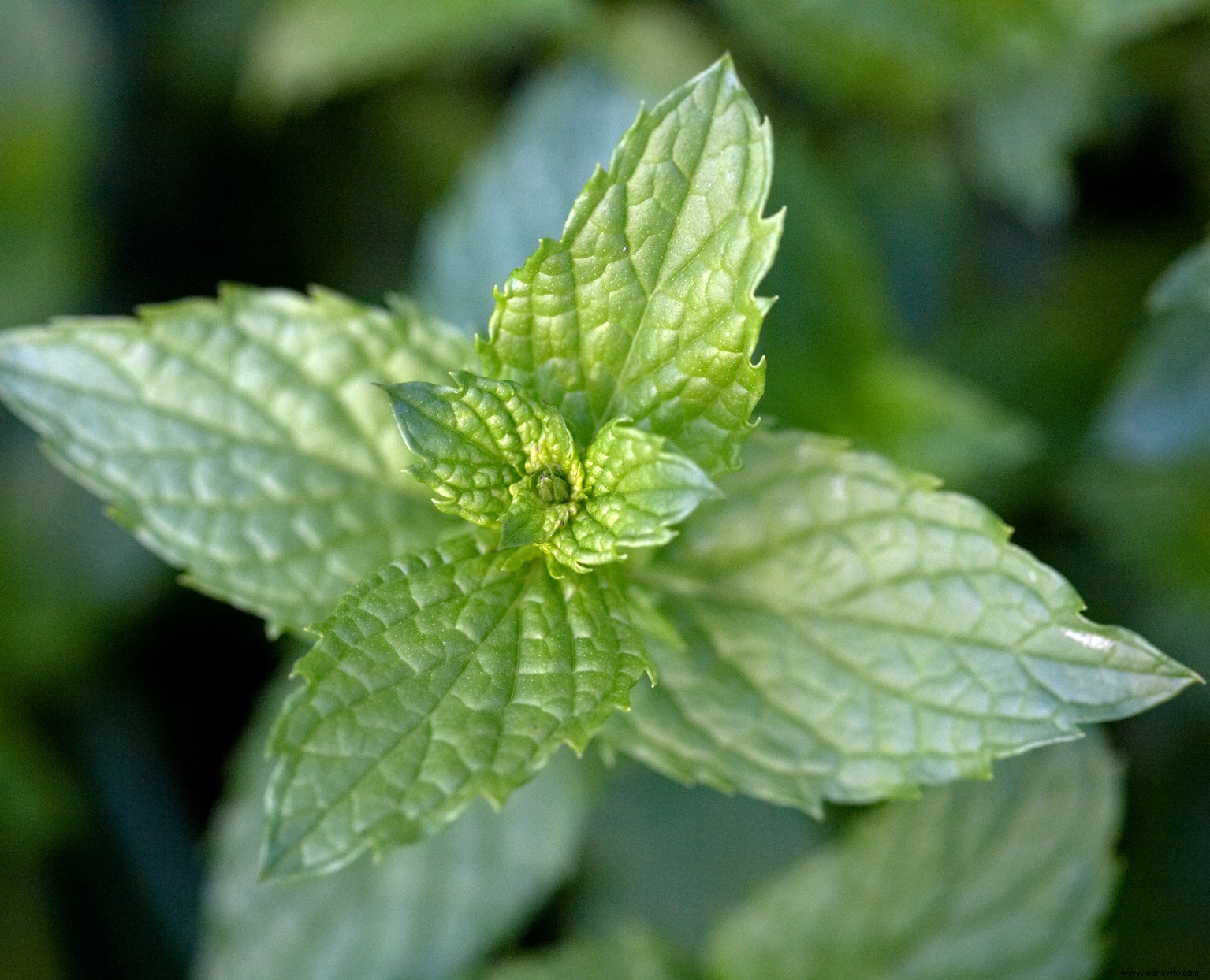 Cómo cultivar menta sin que se apodere de todo tu jardín 