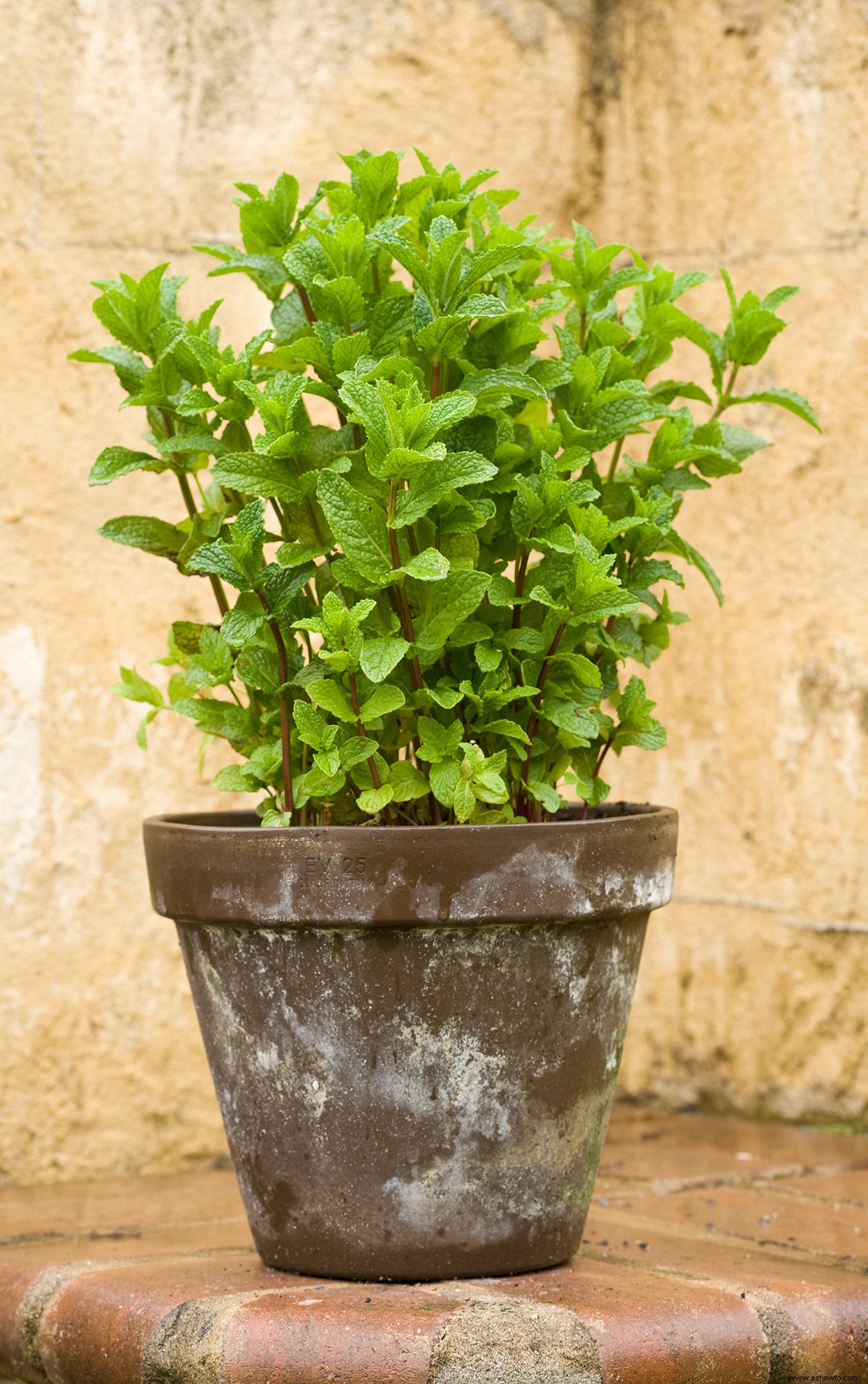 Cómo cultivar menta sin que se apodere de todo tu jardín 