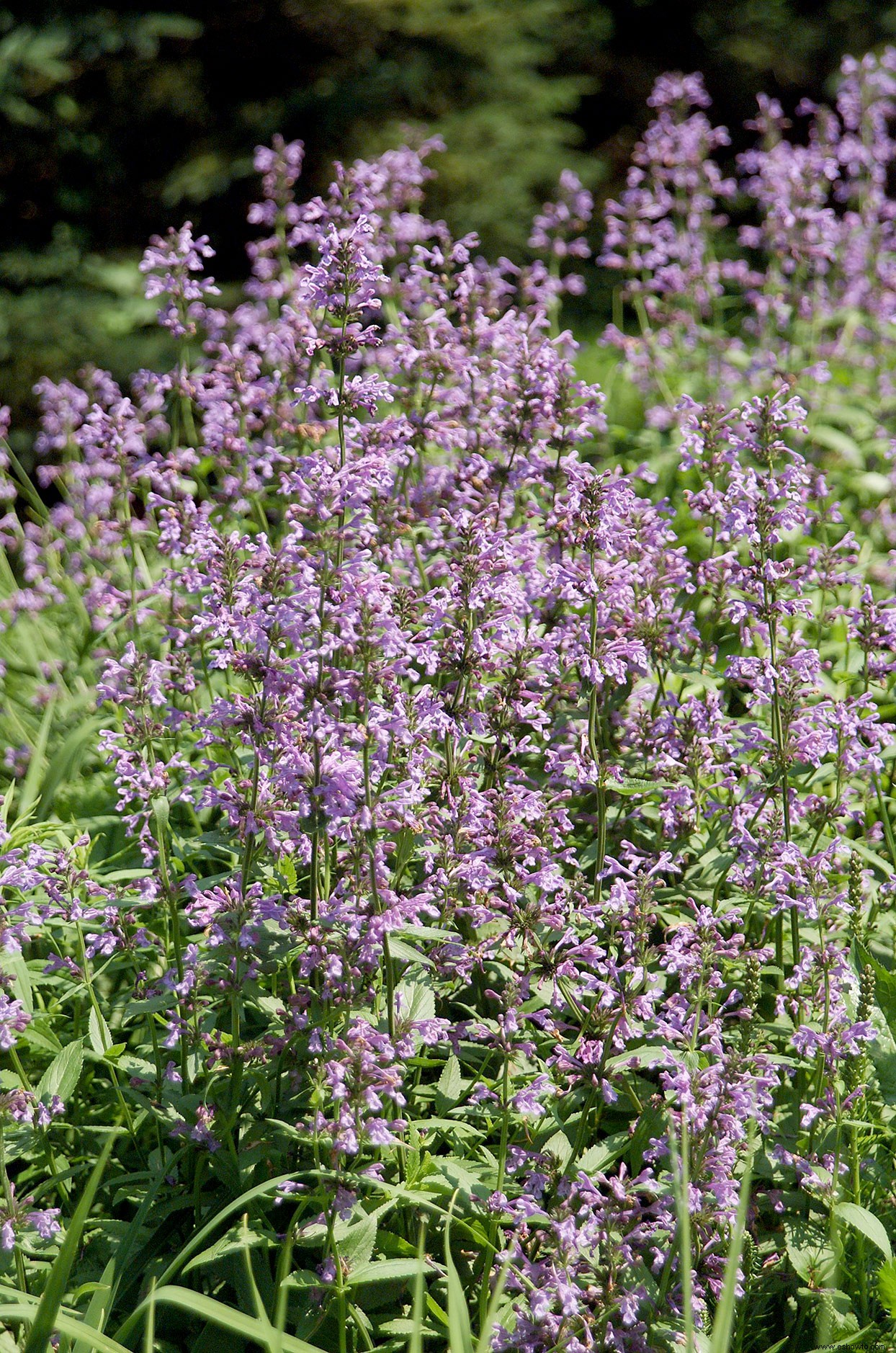 Cómo cultivar menta sin que se apodere de todo tu jardín 