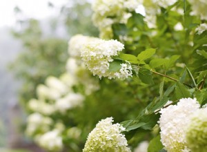 Guía experta: Cómo elegir las mejores hortensias para tu jardín
