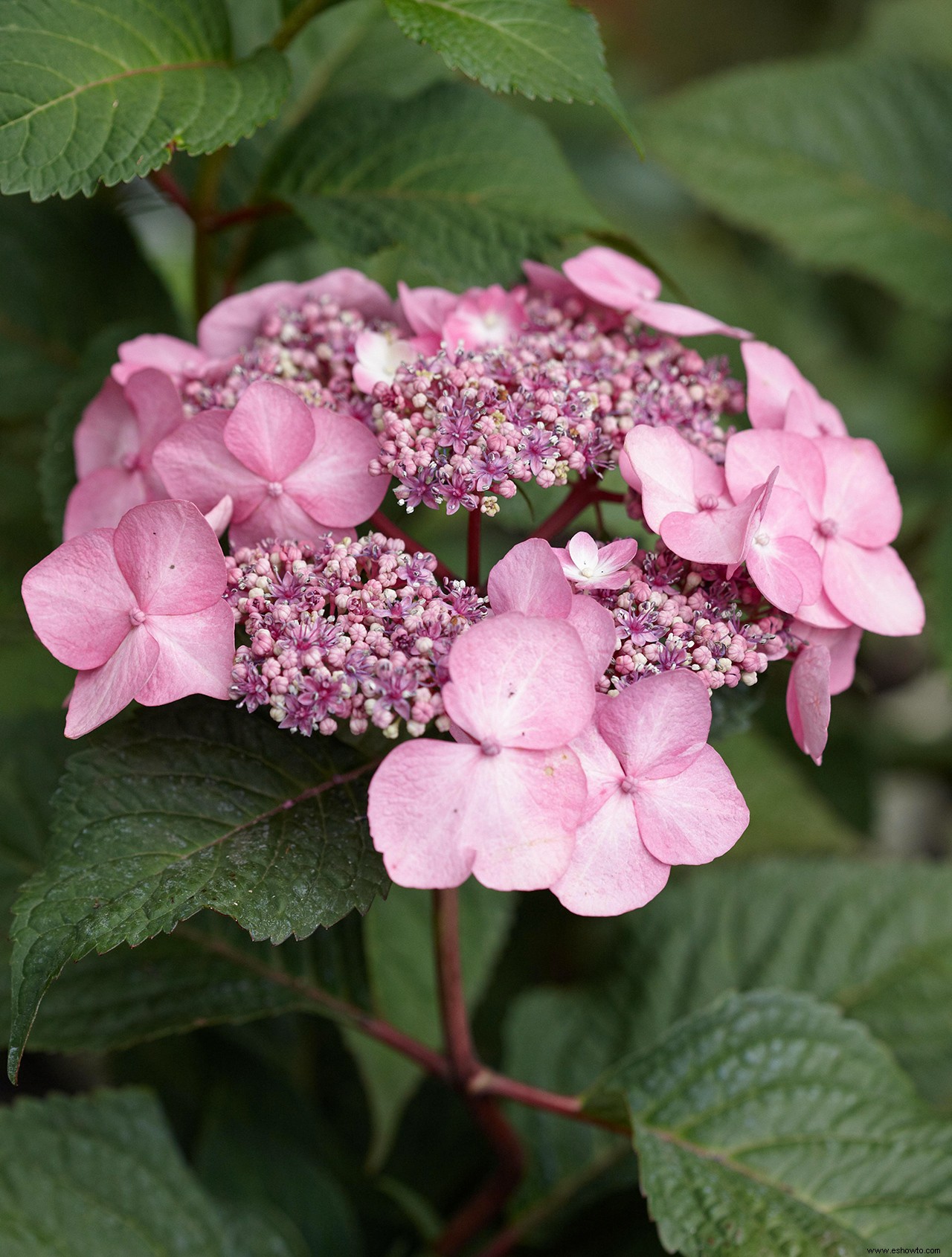 Cómo elegir las mejores hortensias para cultivar en tu jardín 