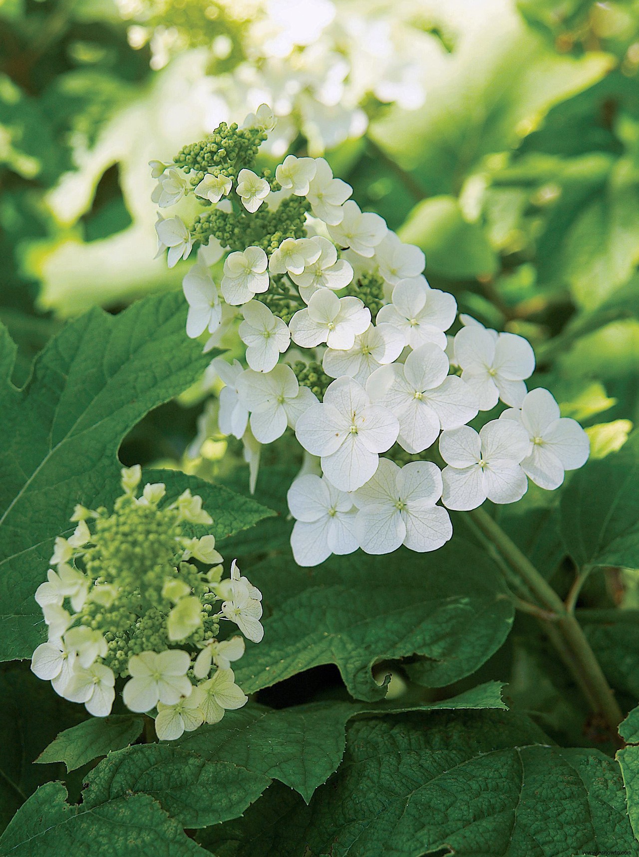 Cómo elegir las mejores hortensias para cultivar en tu jardín 