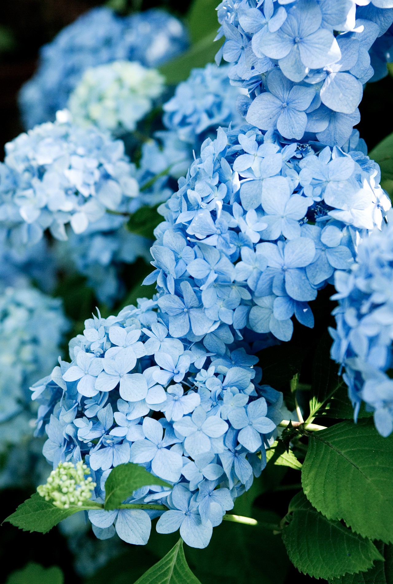 Cómo elegir las mejores hortensias para cultivar en tu jardín 