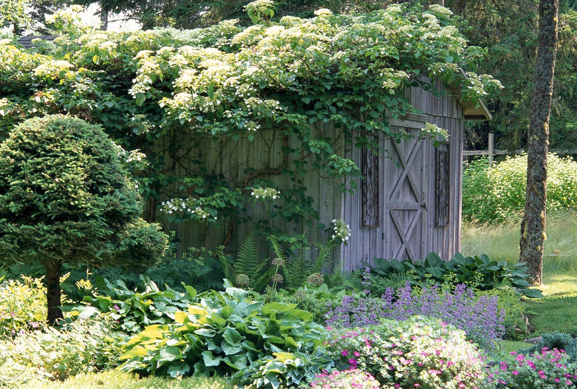 Cómo elegir las mejores hortensias para cultivar en tu jardín 