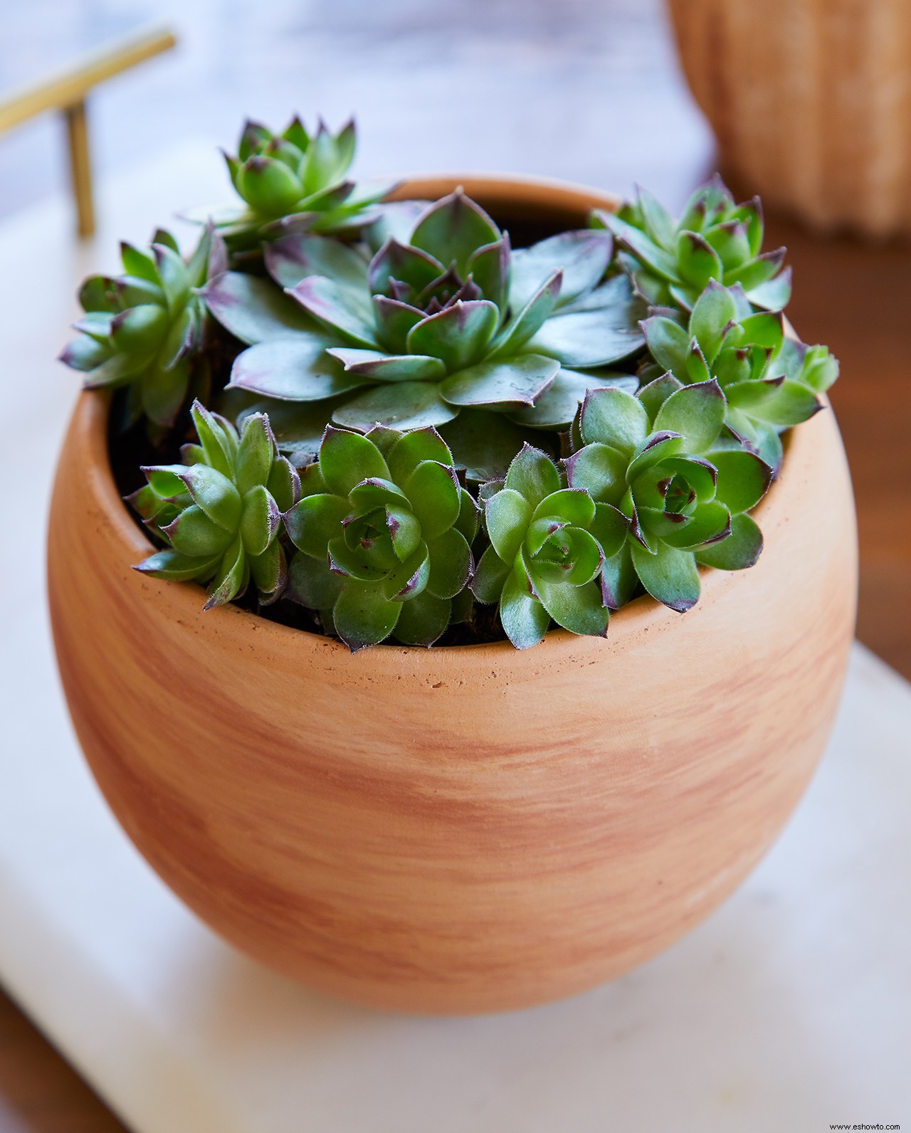 10 tipos de suculentas para principiantes para cultivar como plantas de interior 