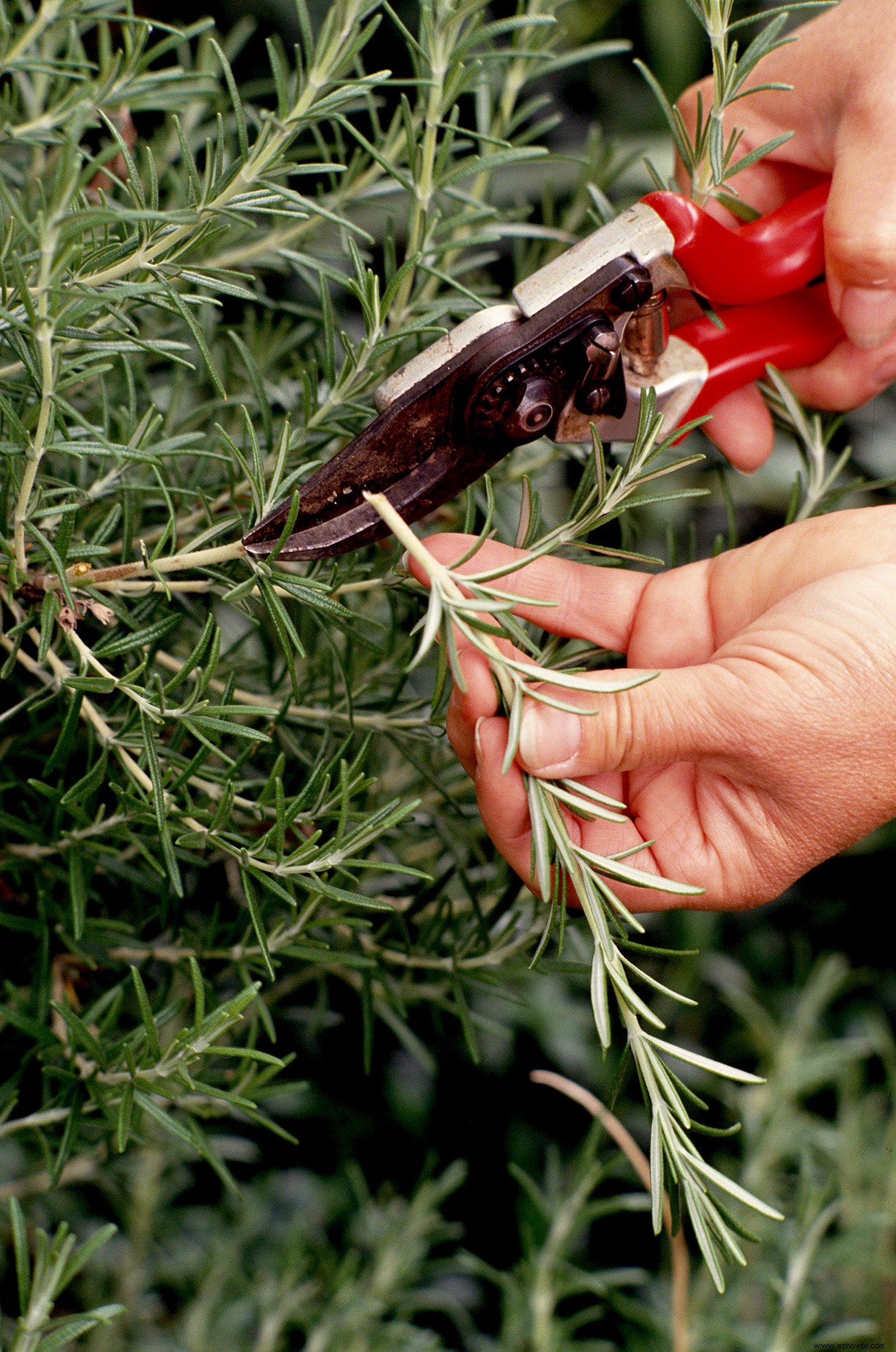 Cómo iniciar nuevas plantas a partir de esquejes para mejorar su jardín de forma gratuita 