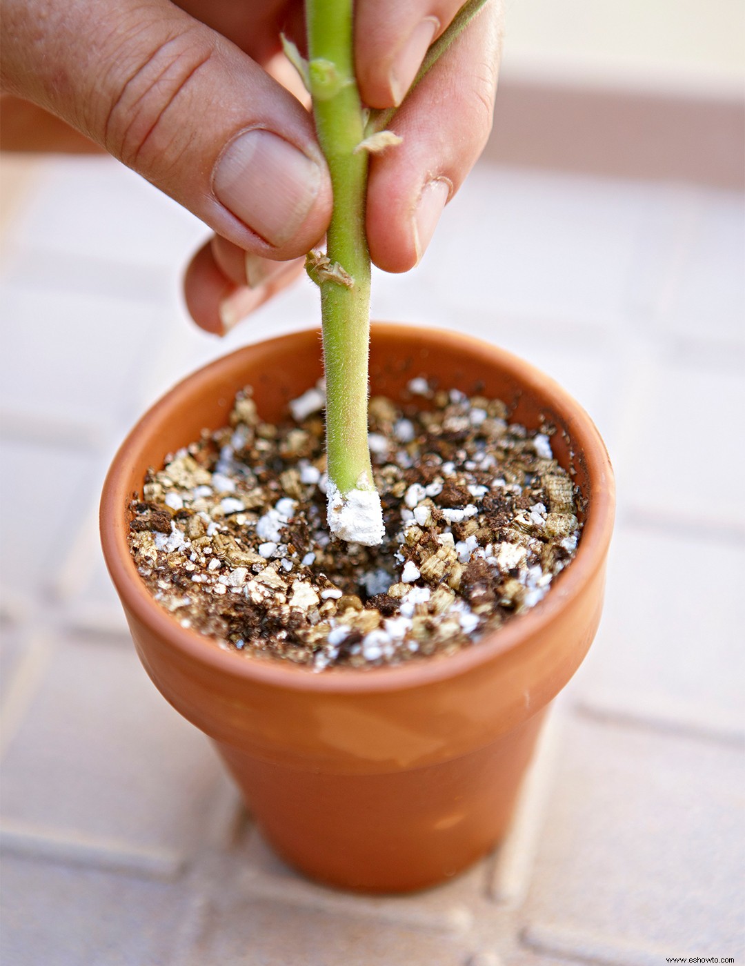 Cómo iniciar nuevas plantas a partir de esquejes para mejorar su jardín de forma gratuita 