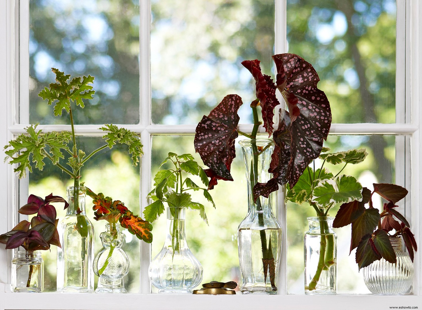 Cómo iniciar nuevas plantas a partir de esquejes para mejorar su jardín de forma gratuita 