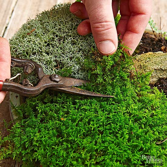 Cómo hacer un jardín de musgo de mesa 