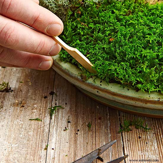 Cómo hacer un jardín de musgo de mesa 