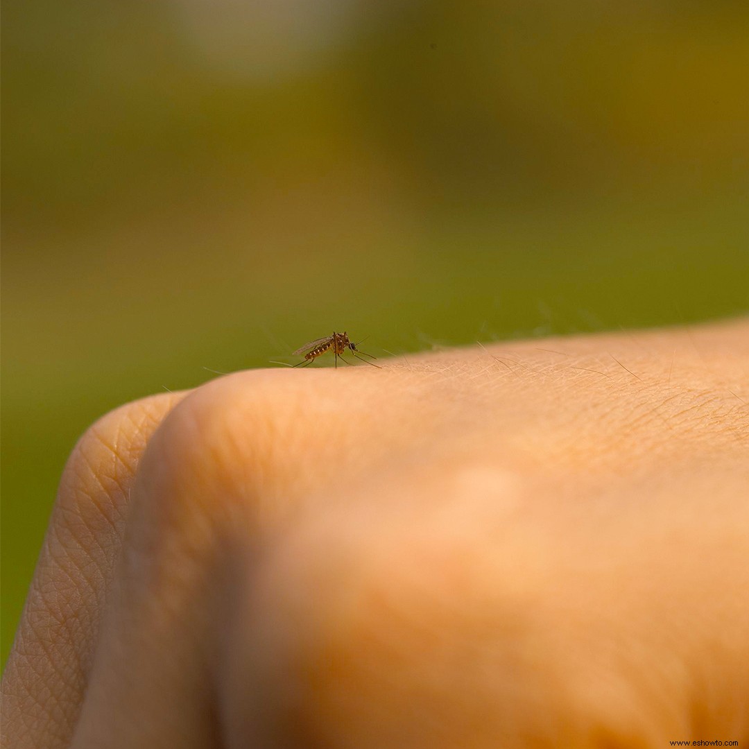 Las mejores maneras de repeler mosquitos en su jardín 