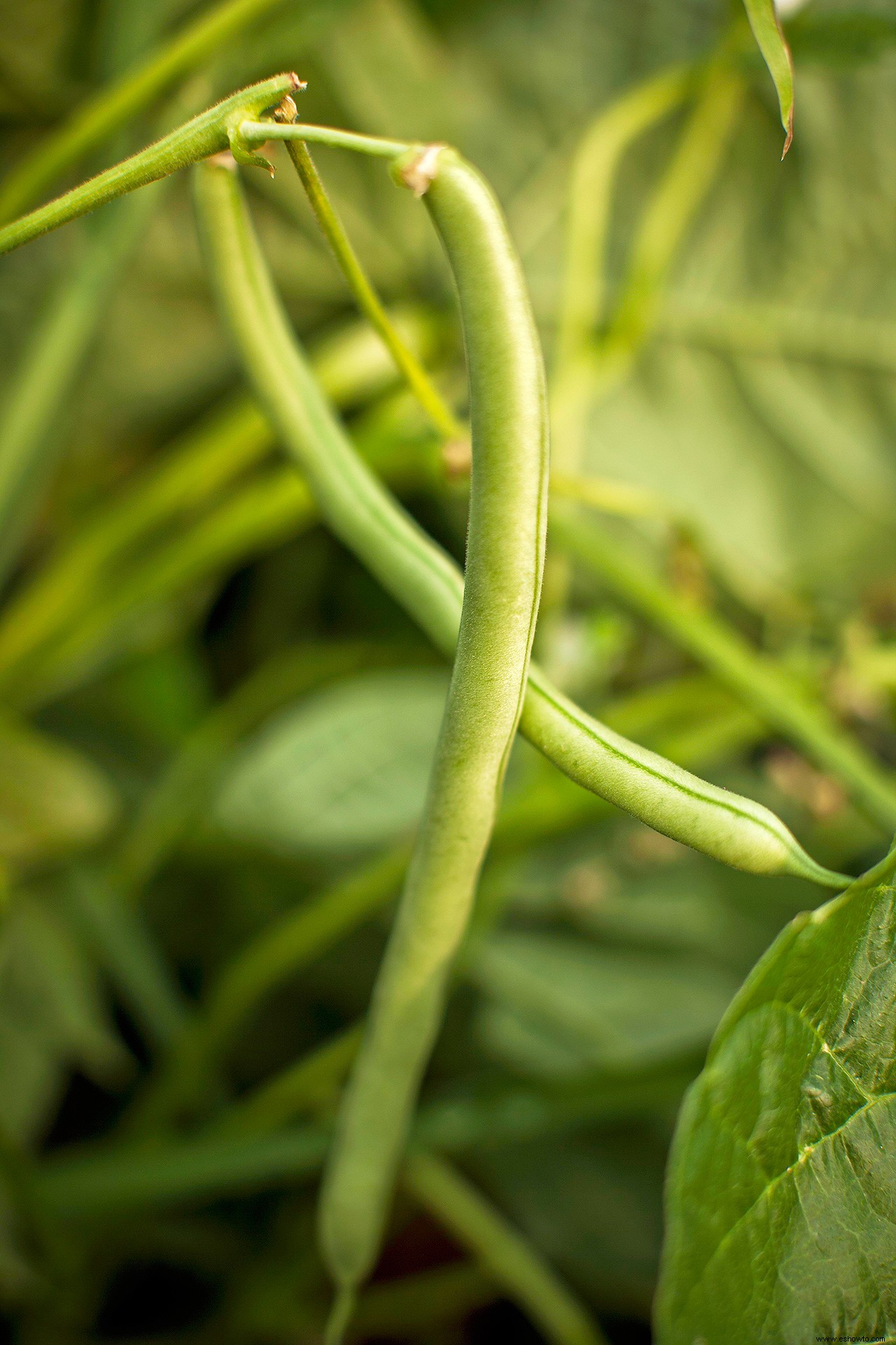 Cómo cultivar judías verdes por las que su familia suplicará 