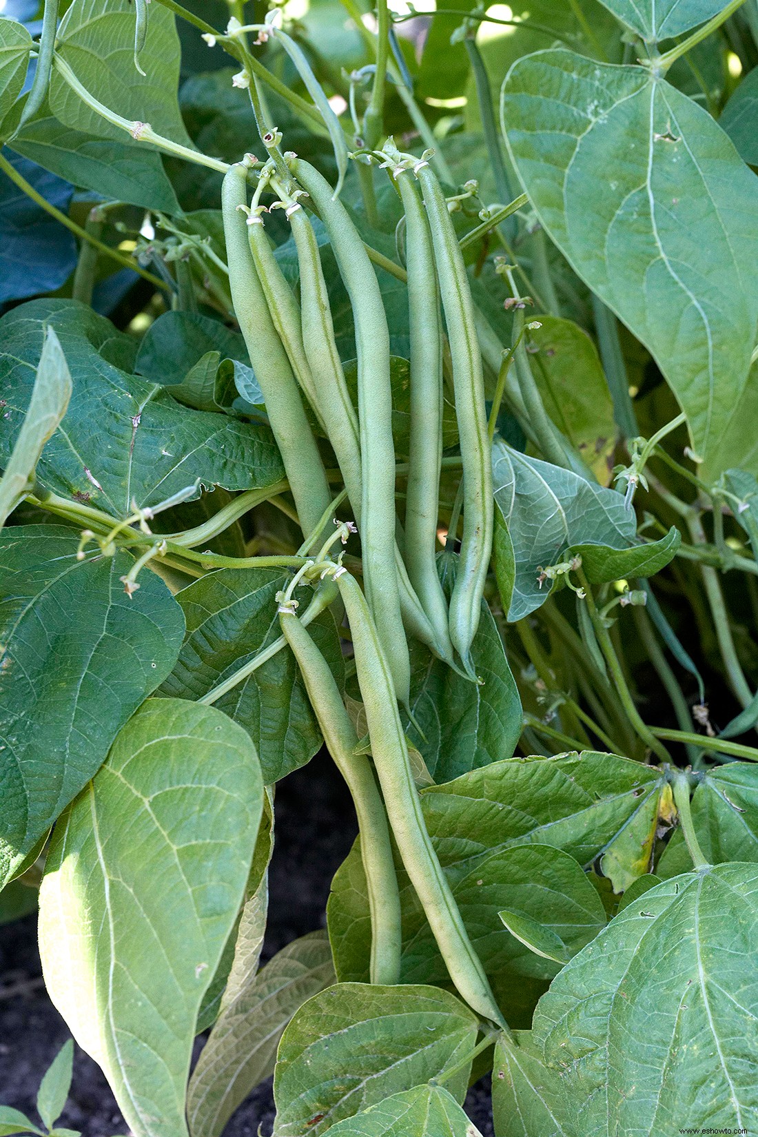 Cómo cultivar judías verdes por las que su familia suplicará 