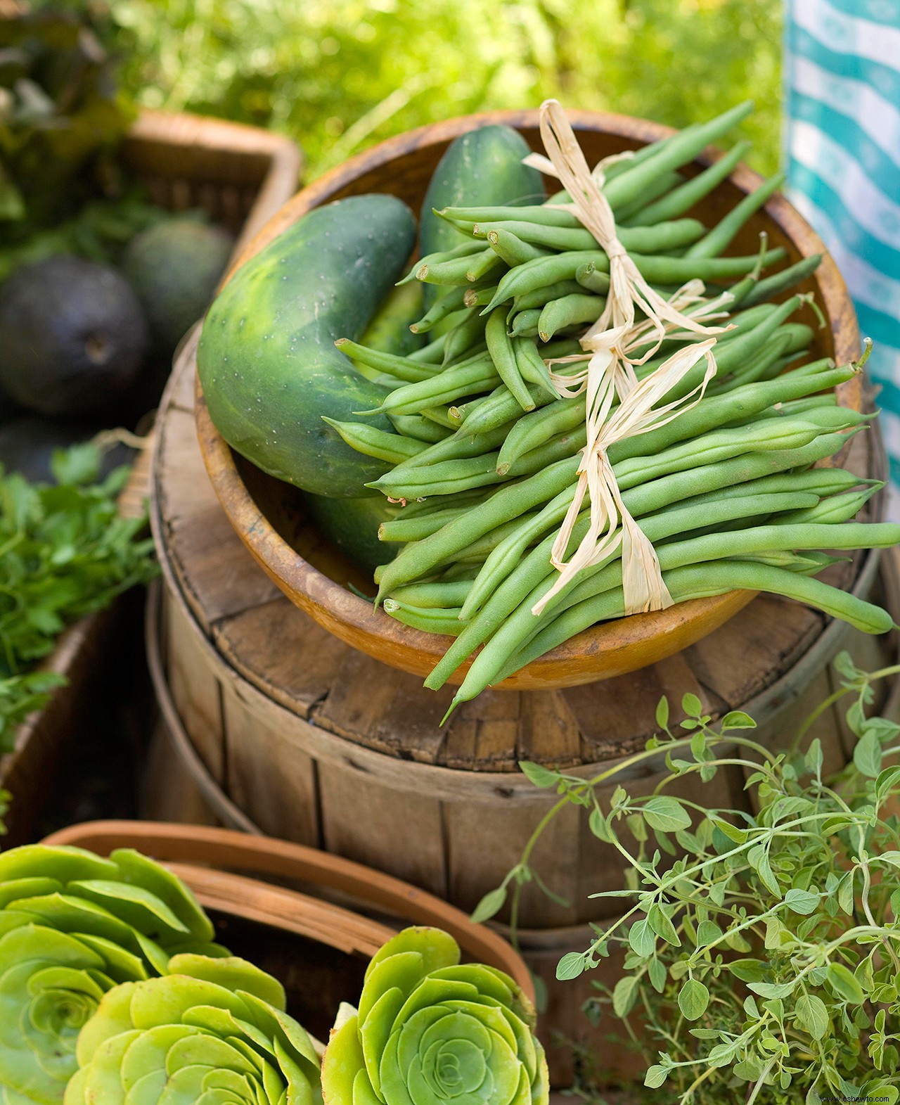 Cómo cultivar judías verdes por las que su familia suplicará 