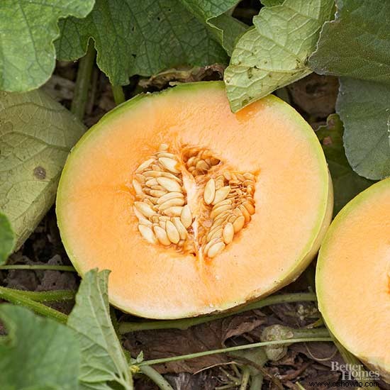 Trucos para cultivar melones tan grandes como tu cabeza 