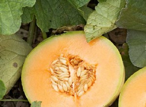 Trucos para cultivar melones tan grandes como tu cabeza 