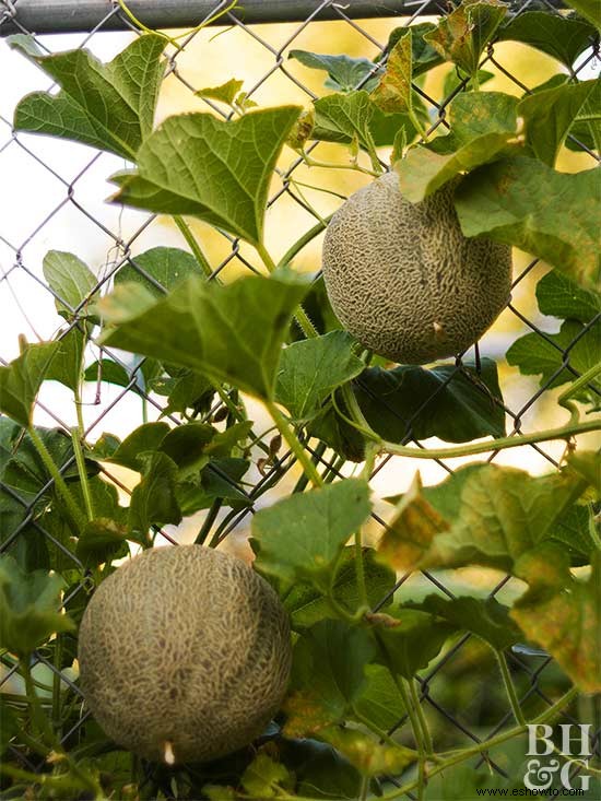 Trucos para cultivar melones tan grandes como tu cabeza 