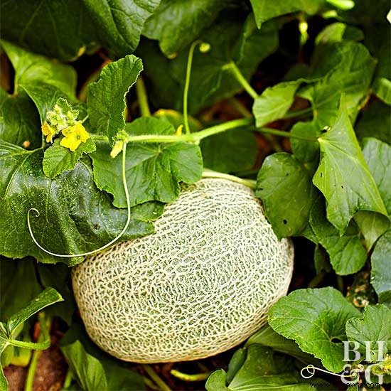 Trucos para cultivar melones tan grandes como tu cabeza 