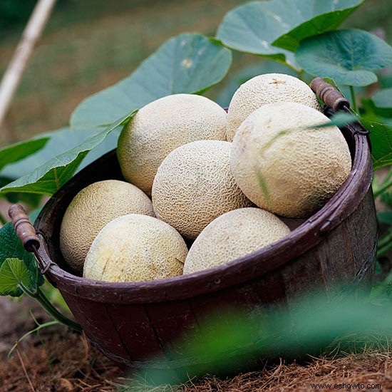 Trucos para cultivar melones tan grandes como tu cabeza 