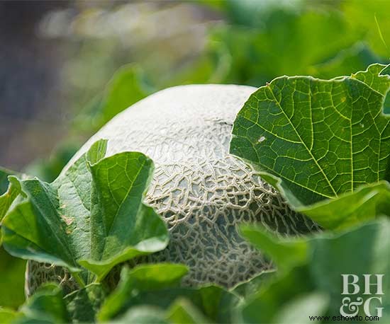 Trucos para cultivar melones tan grandes como tu cabeza 