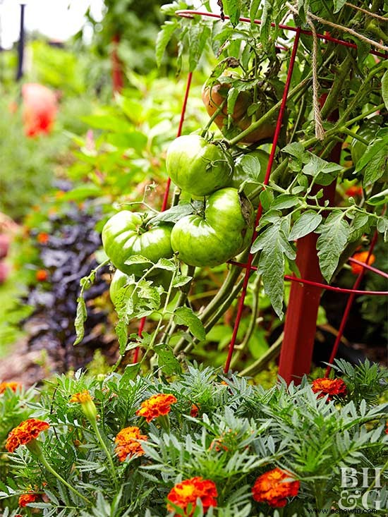 10 errores en la horticultura que cometen incluso los buenos jardineros 