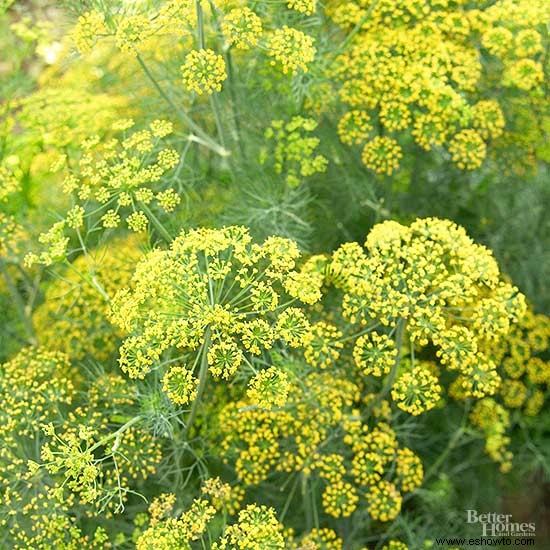 Cómo cultivar eneldo para la belleza del jardín y encurtidos 